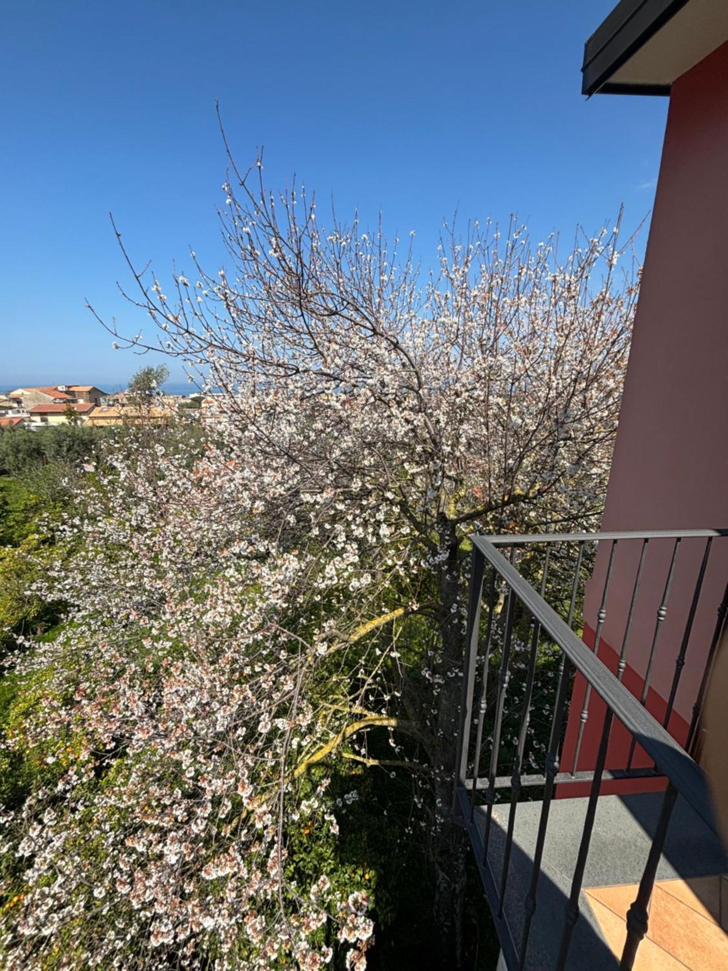 Intero Appartamento A Sant'Agnello , Le Ortensie エクステリア 写真